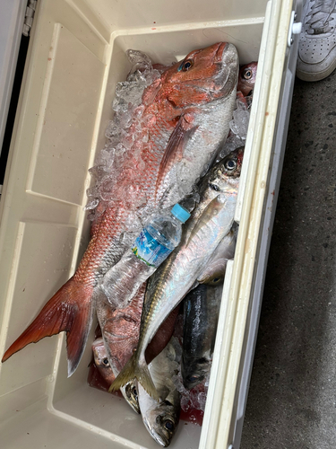 タイの釣果