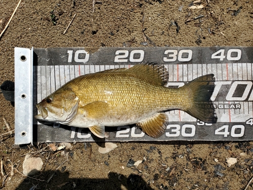 スモールマウスバスの釣果