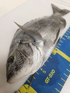 チヌの釣果