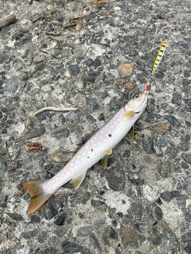 アメマスの釣果