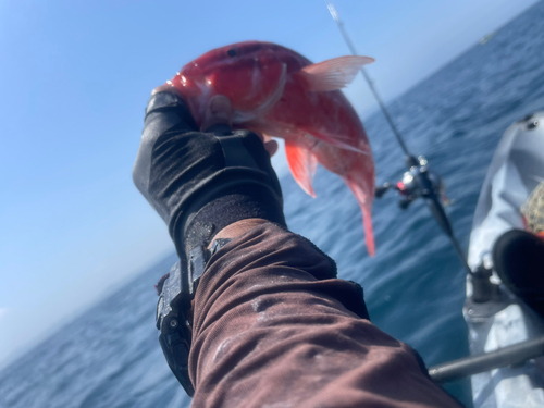 ホウライヒメジの釣果