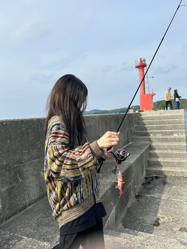 アラカブの釣果