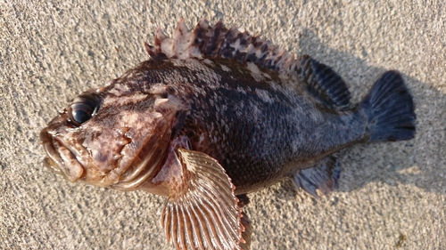 クロソイの釣果