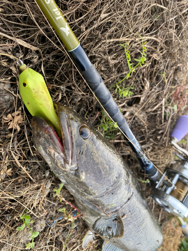 ライギョの釣果