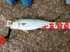 ハマチの釣果