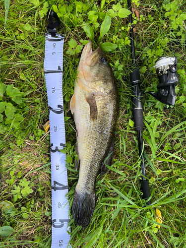 ブラックバスの釣果