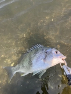 キビレの釣果