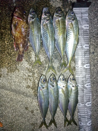 アジの釣果