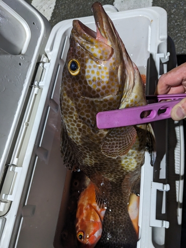 オオモンハタの釣果