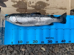 サクラマスの釣果