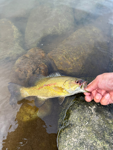 スモールマウスバスの釣果