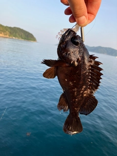 ムラソイの釣果