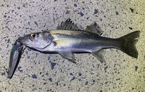 シーバスの釣果