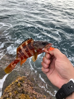 アカハタの釣果