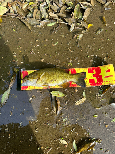 スモールマウスバスの釣果