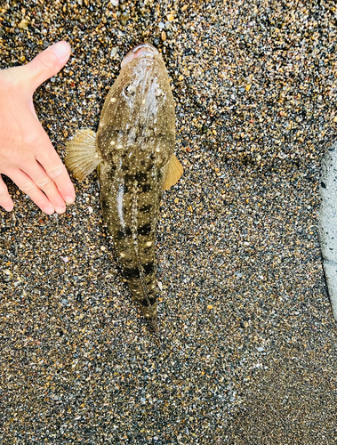 マゴチの釣果