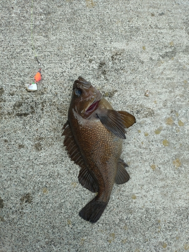 エゾメバルの釣果