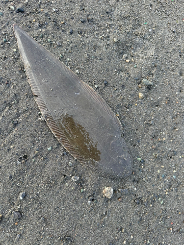 シタビラメの釣果