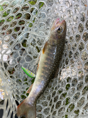 イワナの釣果