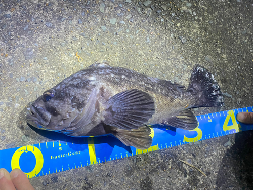 クロソイの釣果