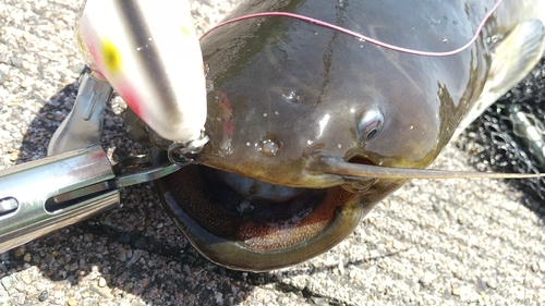 ニホンナマズの釣果