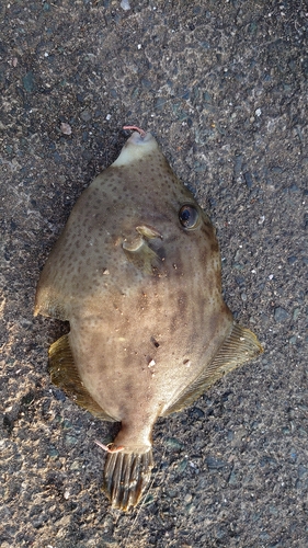 カワハギの釣果