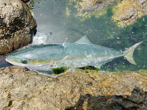 ハマチの釣果