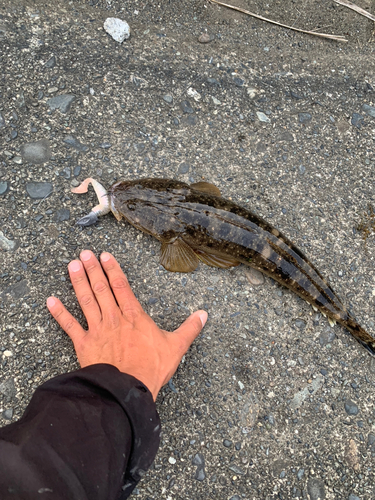 マゴチの釣果