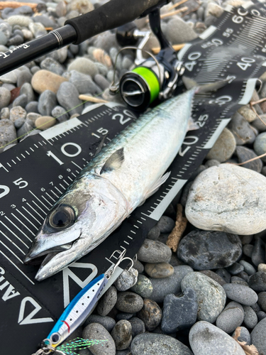 サバの釣果