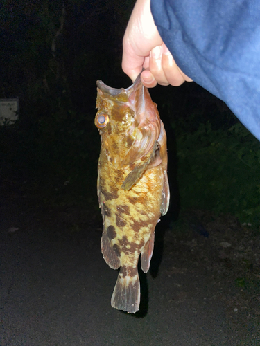 カサゴの釣果