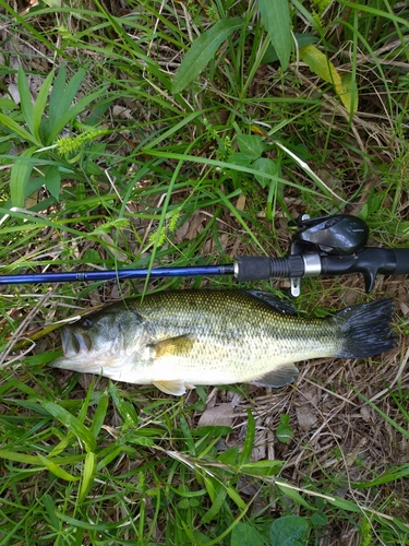 ラージマウスバスの釣果