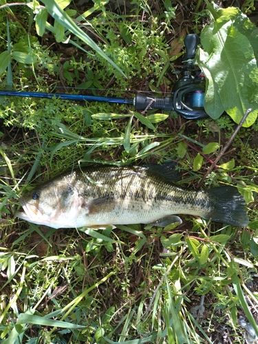 ラージマウスバスの釣果