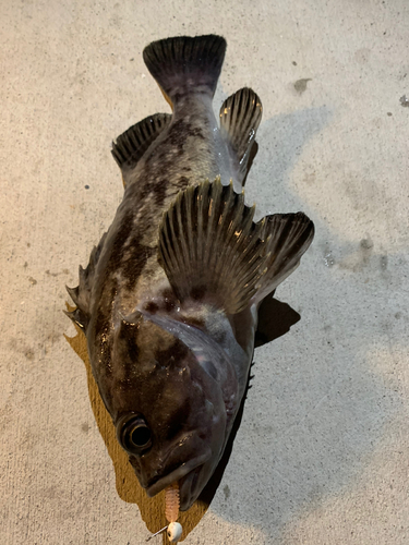 クロソイの釣果