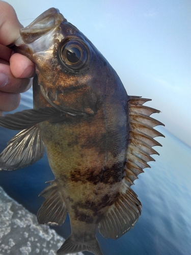 クロメバルの釣果