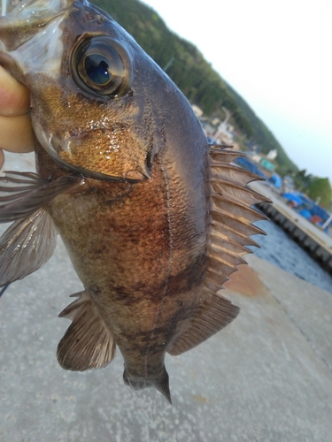 クロメバルの釣果