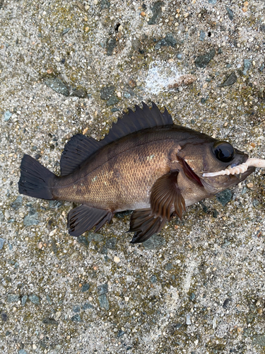 シロメバルの釣果