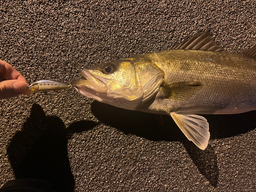 スズキの釣果