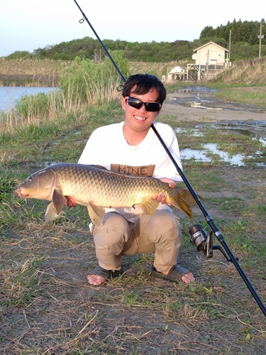 コイの釣果