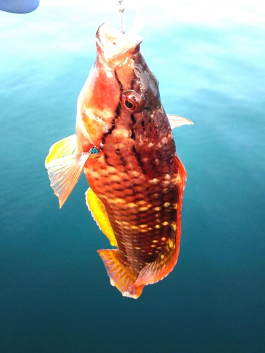 ベラの釣果