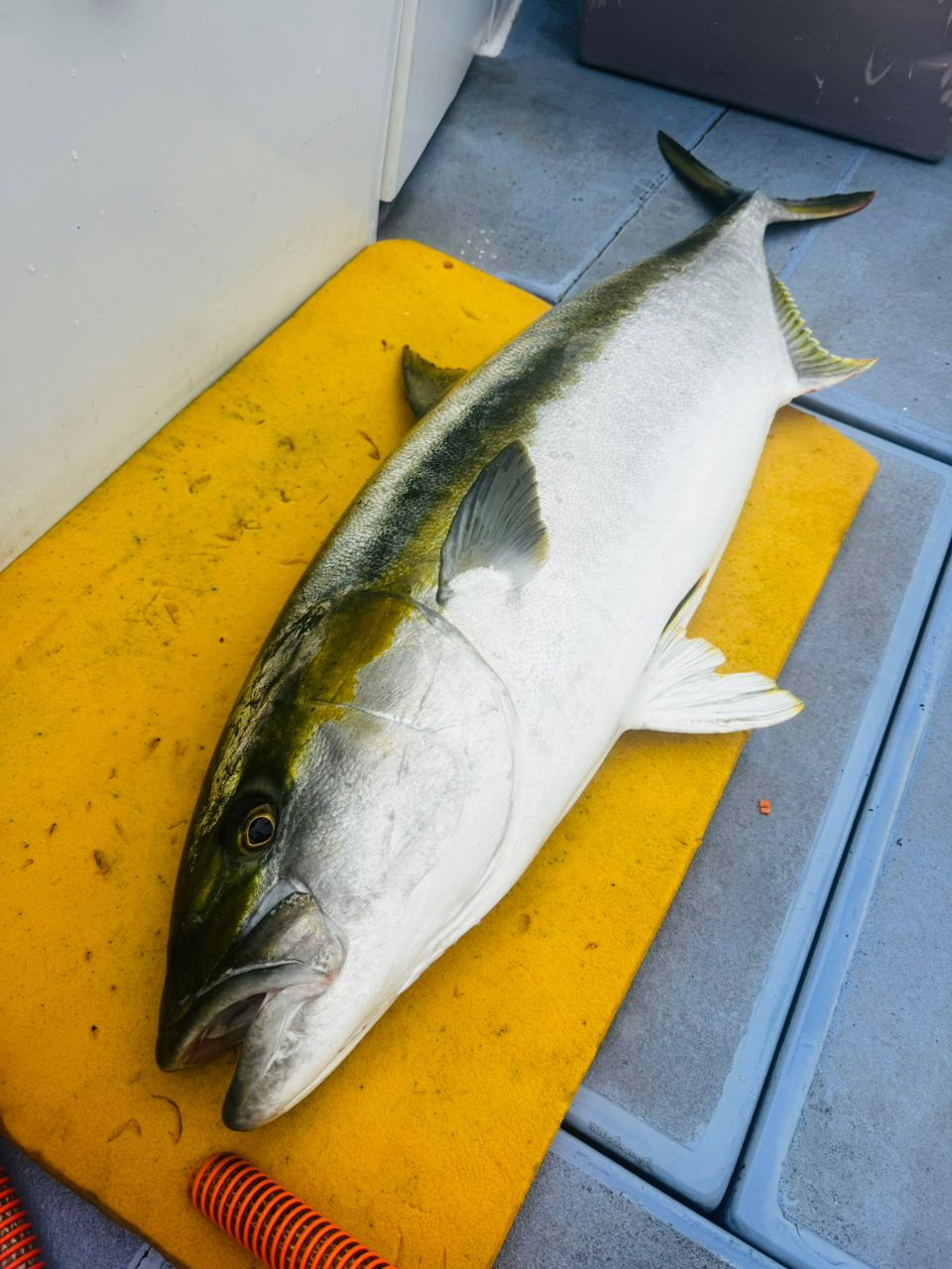 人を釣る物が魚を釣るさんの釣果 2枚目の画像