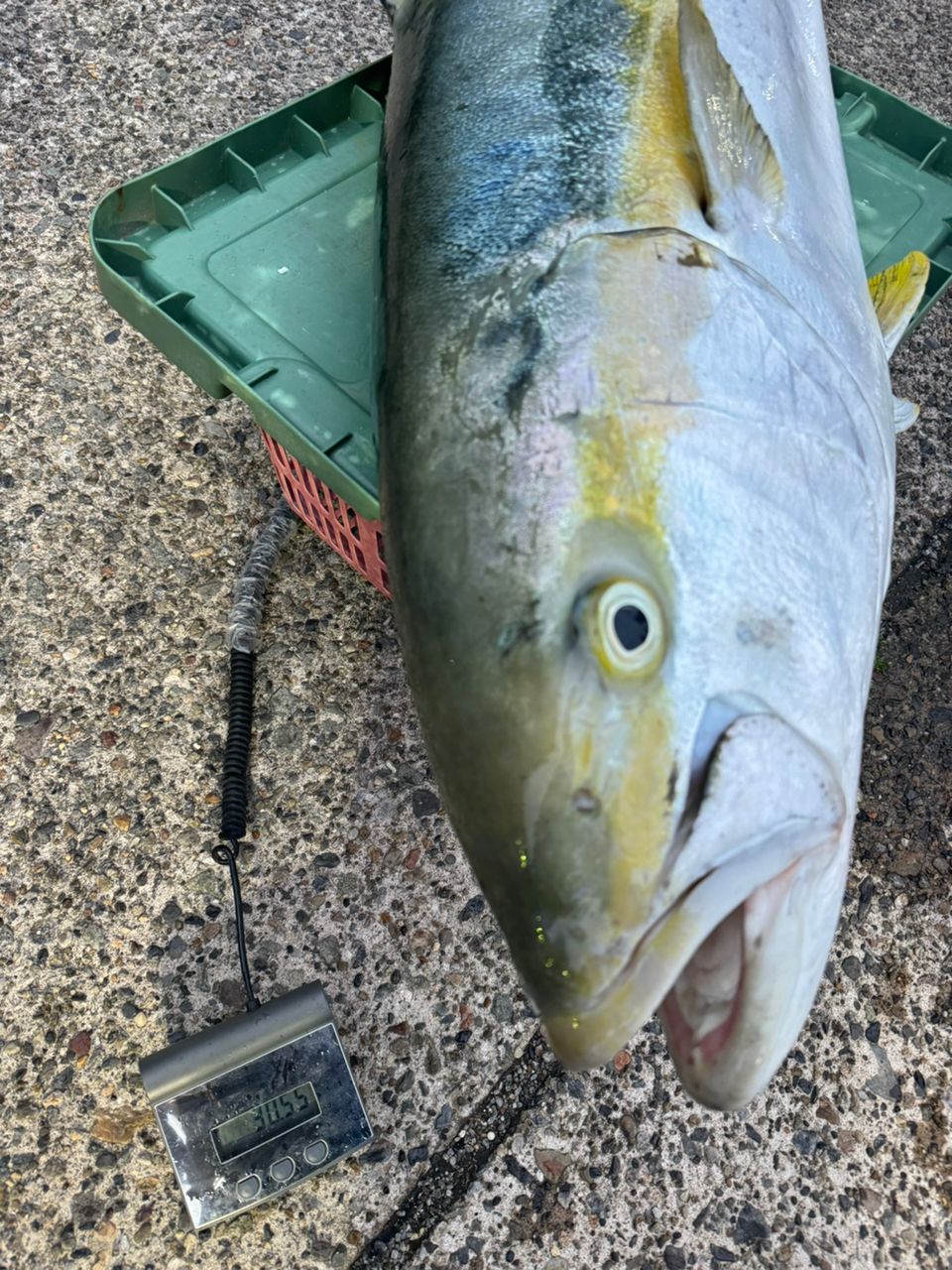 人を釣る物が魚を釣るさんの釣果 3枚目の画像