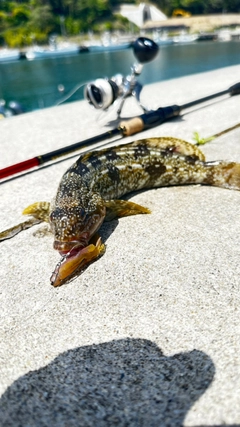 アイナメの釣果