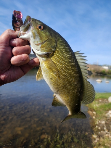 スモールマウスバスの釣果