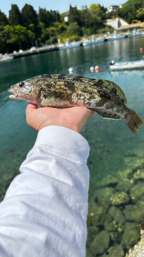 アイナメの釣果