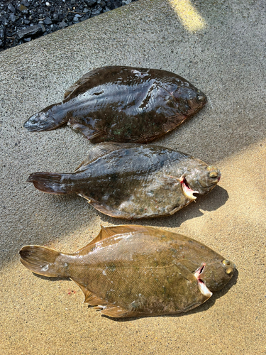 カレイの釣果