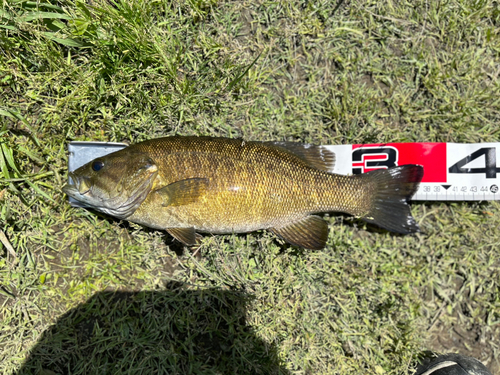 スモールマウスバスの釣果