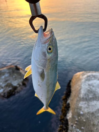 ワカシの釣果