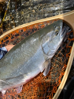 サクラマスの釣果