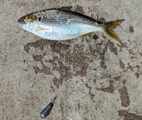 コノシロの釣果