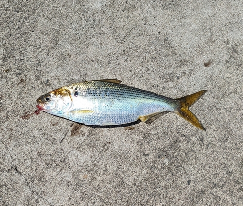 コノシロの釣果